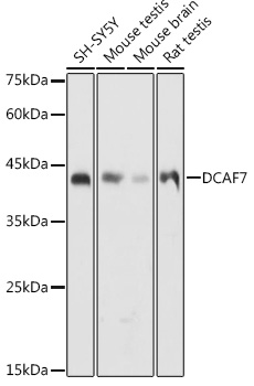 DCAF7 antibody