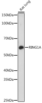 RING1A antibody