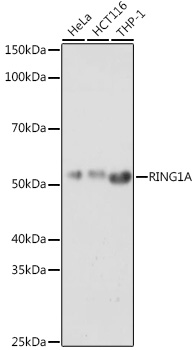 RING1A antibody