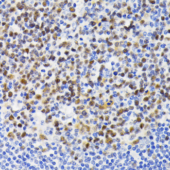 NFAT2 antibody