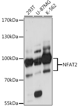 NFAT2 antibody