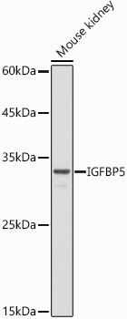 IGFBP5 antibody