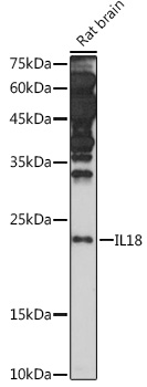 IL18 antibody