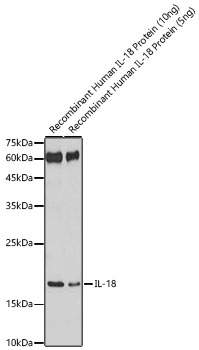 IL18 antibody