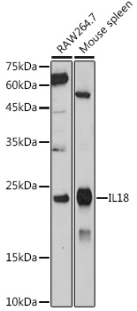 IL18 antibody