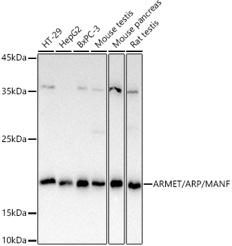 ARMET/ARP/MANF antibody