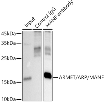 ARMET/ARP/MANF antibody