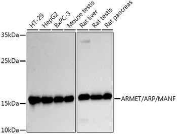 ARMET/ARP/MANF antibody