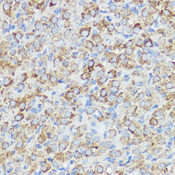 ABI1 antibody