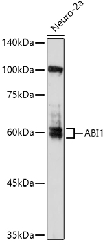 ABI1 antibody