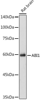 ABI1 antibody