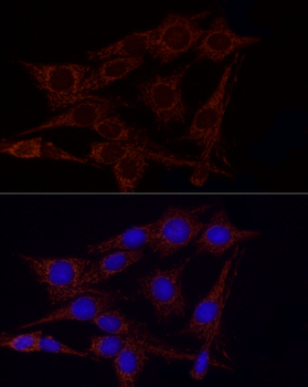 GLUD2 antibody