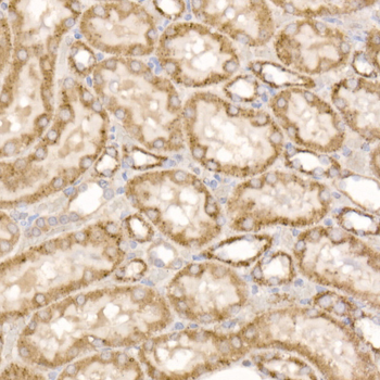 GLUD2 antibody