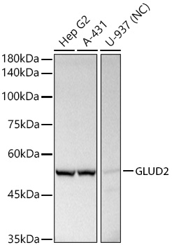 GLUD2 antibody