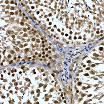 NELFCD antibody