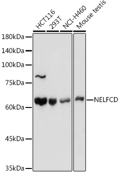 NELFCD antibody