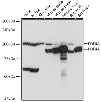 PDE4A antibody