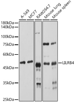 LILRB4 antibody