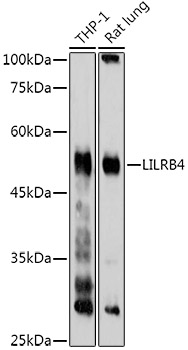 LILRB4 antibody