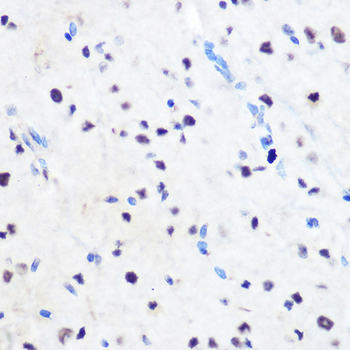 ZNF207 antibody