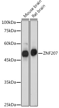 ZNF207 antibody