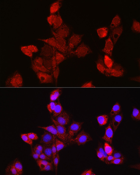 EDA antibody