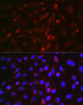 EDA antibody