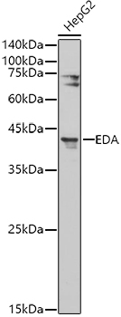 EDA antibody