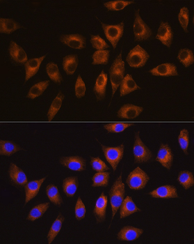 CSK antibody