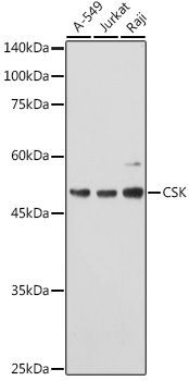 CSK antibody