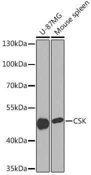 CSK antibody