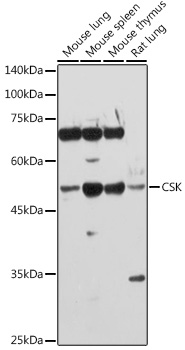 CSK antibody