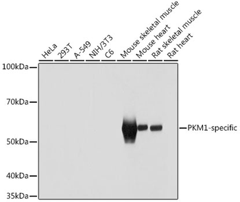 PKM1-specific antibody