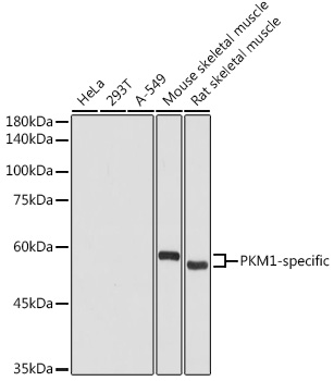 PKM1-specific antibody