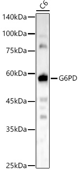 G6PD antibody