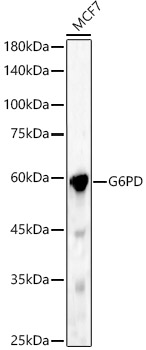 G6PD antibody