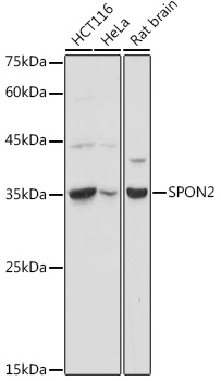 SPON2 antibody