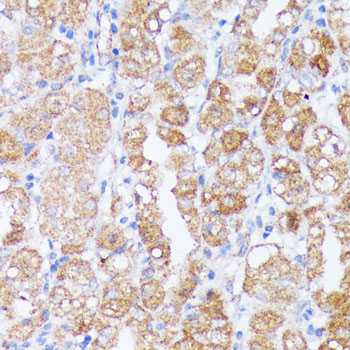 SPON2 antibody