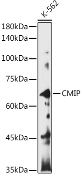 CMIP antibody