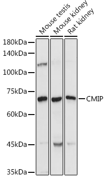 CMIP antibody