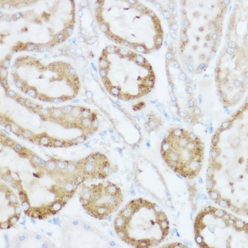 NEURL1B antibody