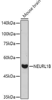 NEURL1B antibody