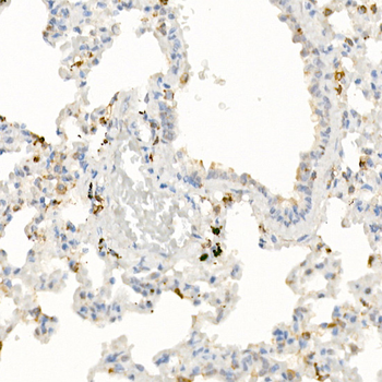 IL21 antibody