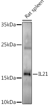 IL21 antibody