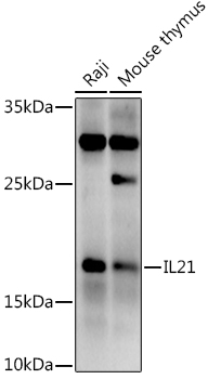 IL21 antibody