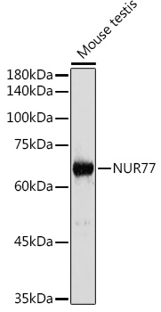 NUR77 antibody