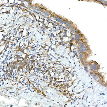 TNFAIP3 antibody