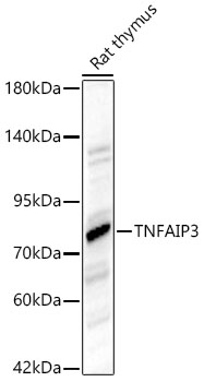 TNFAIP3 antibody