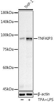 TNFAIP3 antibody