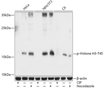 Histone H3 (Phospho-T45) antibody